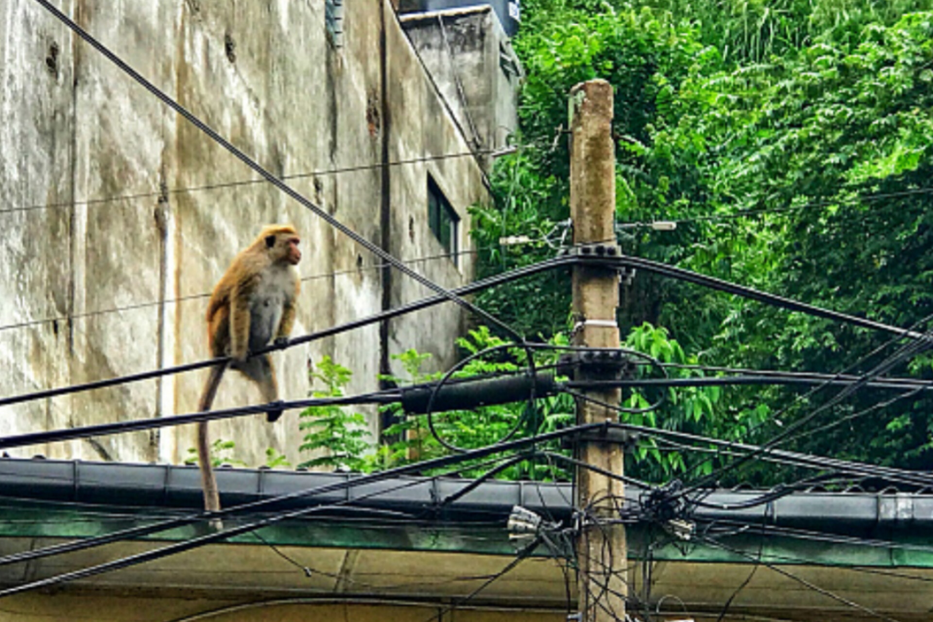 Monkey Misstep Plunges All of Sri Lanka into Darkness!