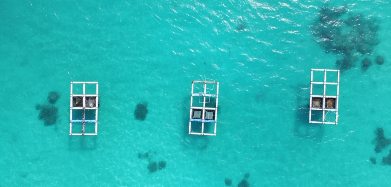 President Muizzu’s fisheries agenda gains momentum with SME Digital’s new mariculture financing